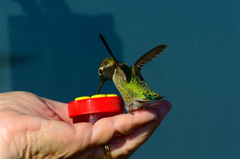 A handheld Hummingbird feeder brings a living jewel to Janice Batchelder’s hand.. – Mendonoma ...