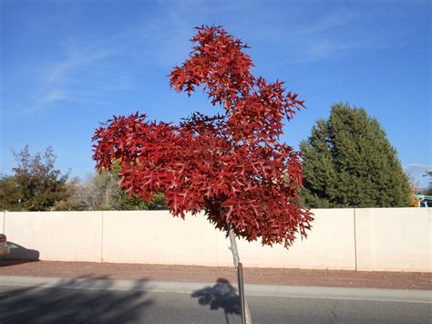 Trees That Please Nursery: 30 Days of Fall Foliage, Sunday November 4th.