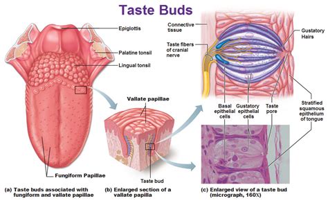 Why Are Everyone’s Taste Buds Different? | SiOWfa15: Science in Our ...