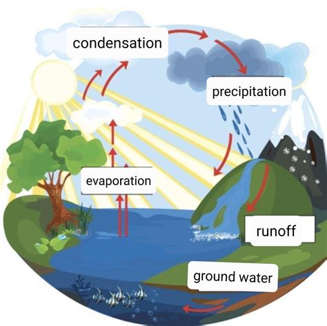 Water Cycle Stages