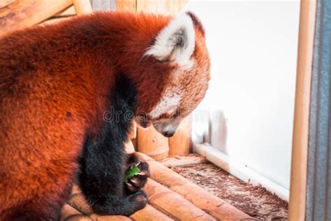 Red Panda Eating on a Sunny Day at the John Ball Zoo in Grand Rapids Michigan Stock Photo ...