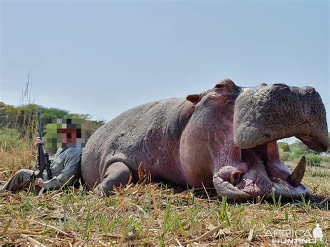 Hippo Hunting | AfricaHunting.com