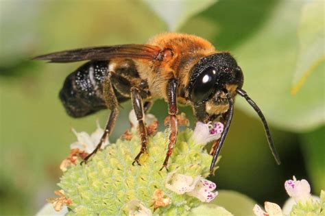 Une nouvelle espèce d'abeille exotique envahissante en France - La Salamandre