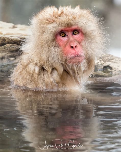 2018 Winter Wildlife Tour of Japan | Japanese Snow Monkeys | Japan Photo Guide