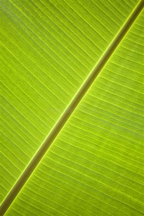 Leaf macro stock photo. Image of tropical, leaf, relaxation - 11589776