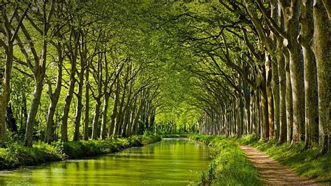 Online crop | HD wallpaper: spring hd widescreen, tree, plant, green color, beauty in nature ...