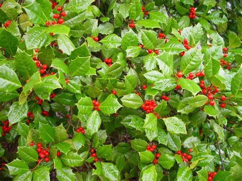 Holly Shrubs | Holly shrub, Tree seeds, Native plants