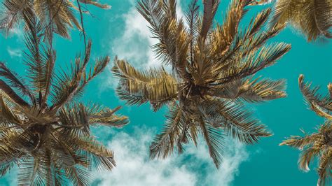 leaves, trees, fall, sky, Shinjuku, Japan, nature, bottom view HD Wallpaper