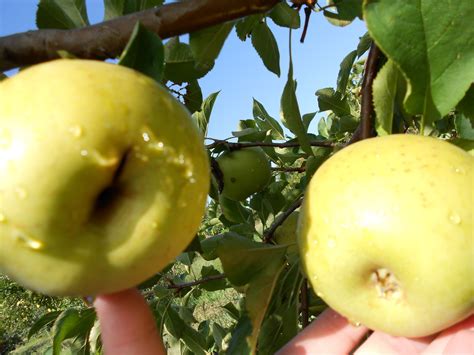 Brenda's Berries & Orchards: 'GoldRush' apples & apple crosses ripening