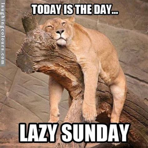 Sign in | Funny sunday memes, Funny weekend quotes, Animals