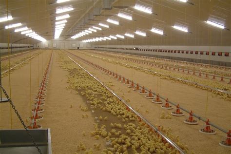 Broiler Production | Poultry Growing | Newquip