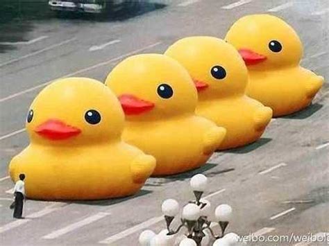 Big Yellow Duck: Image Gallery (List View) | Know Your Meme