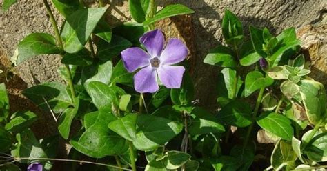 How to Propagate Vinca Minor Plants | Gardens, Plants and Propagation