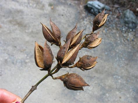 beautiful | Tree identification, Seed pods, Tree seeds