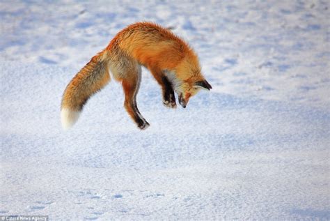 Otters and Science News: FOX CUB GETS STUCK IN THE SNOW WHILE TRYING TO ...