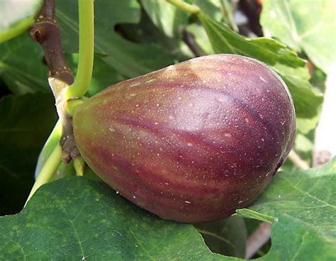 Fig | Description, History, Cultivation, & Types | Britannica