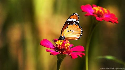 Butterfly 4K Wallpapers - Wallpaper Cave