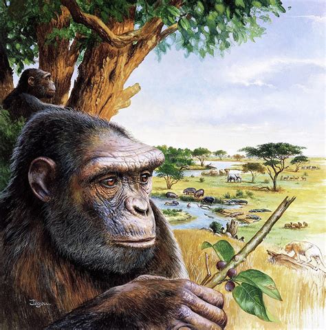 Early Hominid Photograph by Christian Jegou Publiphoto Diffusion/ Science Photo Library - Fine ...