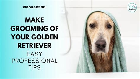 How To Groom A Golden Retriever - Top Tips And Tricks | Monkoodog