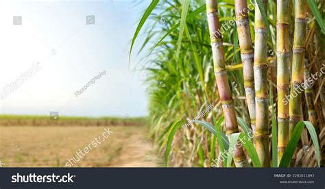 Sugar Cane Stalks Sugar Cane Plantation Stock Photo 2283011893 | Shutterstock