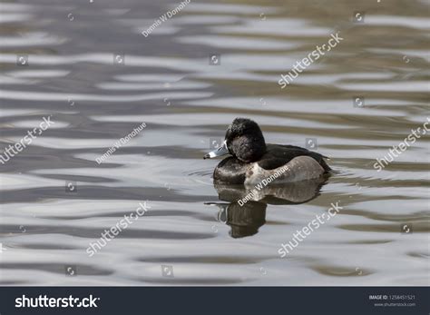 Male Ringnecked Duck Stock Photo 1258451521 | Shutterstock