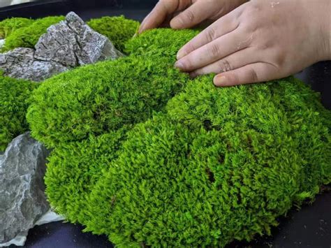 Bulk Wholesale Preserved Moss Natural Green Moss Dyed Moss - Etsy