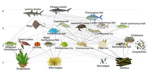 Intertidal Zone Food Web Diagram