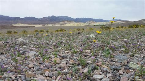 Death Valley Flowers in Bloom Sums Up a Crazy Winter in One Photo | The Weather Channel