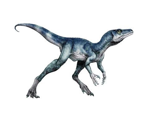 Eoraptor Facts, Habitat, Diet, Fossils, Pictures