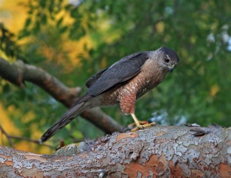 Pictures and information on Sharp-shinned Hawk