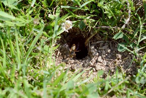 How to Find Wasp Nest in the Ground [3 Telltale Signs] | Pepper's Home ...