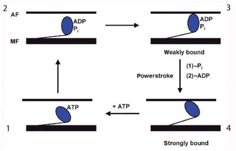 Sliding Filament Theory, Sarcomere, Muscle Contraction, Myosin | Learn Science at Scitable