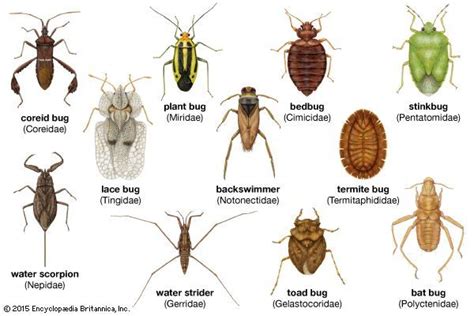 Hemiptera Families | Insects, Plant bugs, Garden insects