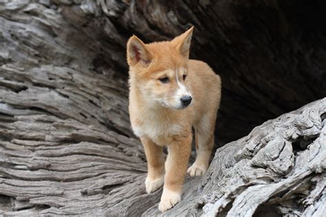 Baby Dingo | My mum and I visited a local dingo farm and got… | Flickr