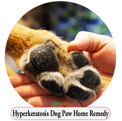 Hyperkeratosis Dog Paw Home Remedy - Dog Care