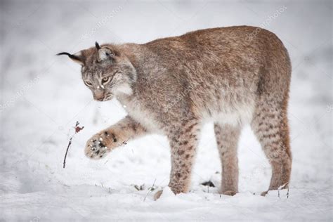 Lynx playing in Snow — Stock Photo © krappweis #188884282