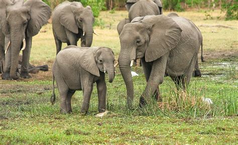 Nigeria: Concerns As Wildlife Trafficking Continues in Nigeria ...