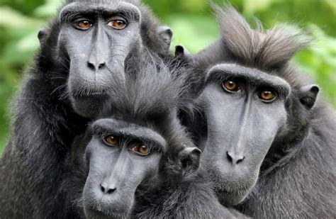 Three monkeys staged an escape from their enclosure in Dublin Zoo during Storm Ophelia