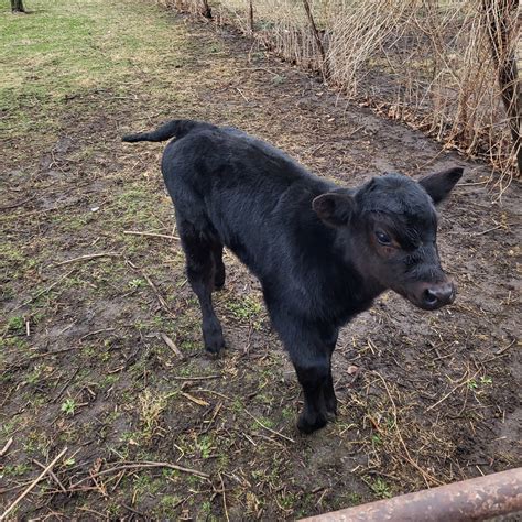 Adding the First Animal to your Homestead — Simply Living Homestead