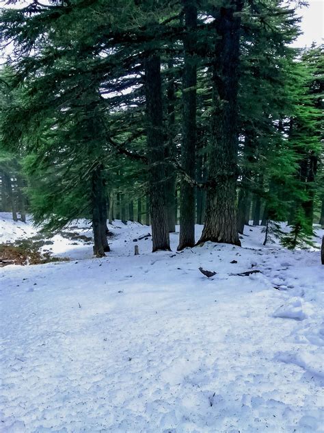 Enchanting winter wonderland snow under the cedar trees in the forest ...