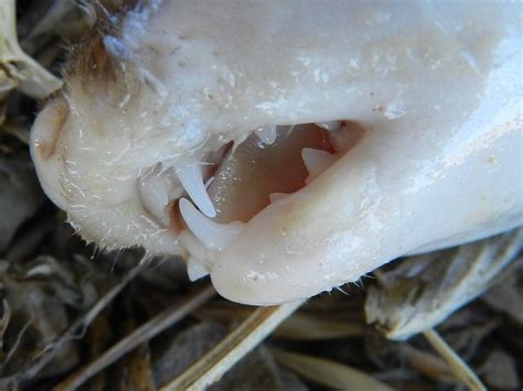 Weasel, teeth detail | Flickr - Photo Sharing!