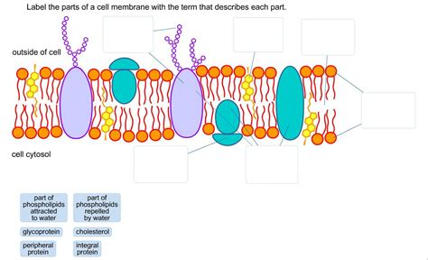 Cell Membrane Diagram And Functions