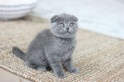 Scottish Fold Kitten | Scottish fold kittens, Scottish fold, Cat ...