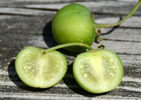 Potato Fruit and Seeds - Harvesting History