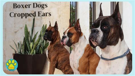 The Controversy Surrounding Boxer Dogs With Cropped Ears | Paws and Learn