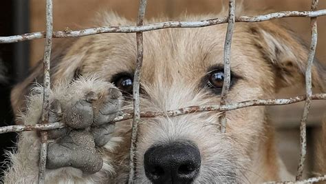 Journées portes ouvertes de la SPA : 6 000 animaux attendent un maître