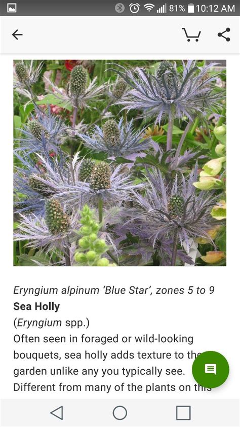 Sea Holly, Bouquet, Gardening, Texture, Plants, Surface Finish, Bouquet Of Flowers, Lawn And ...