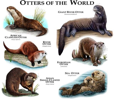 north american otter vs small clawed otter - Google Search | Otters ...