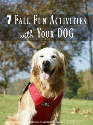 7 Fall Fun Activities With Your Dog + Safety Tips #BeSleepypodSafe