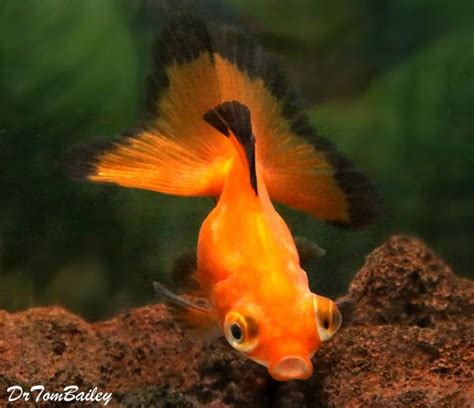 Premium Rare Red Butterfly-Tail Telescope-Eye Goldfish